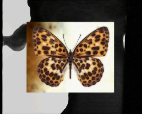 sdna-still_butterflyweb